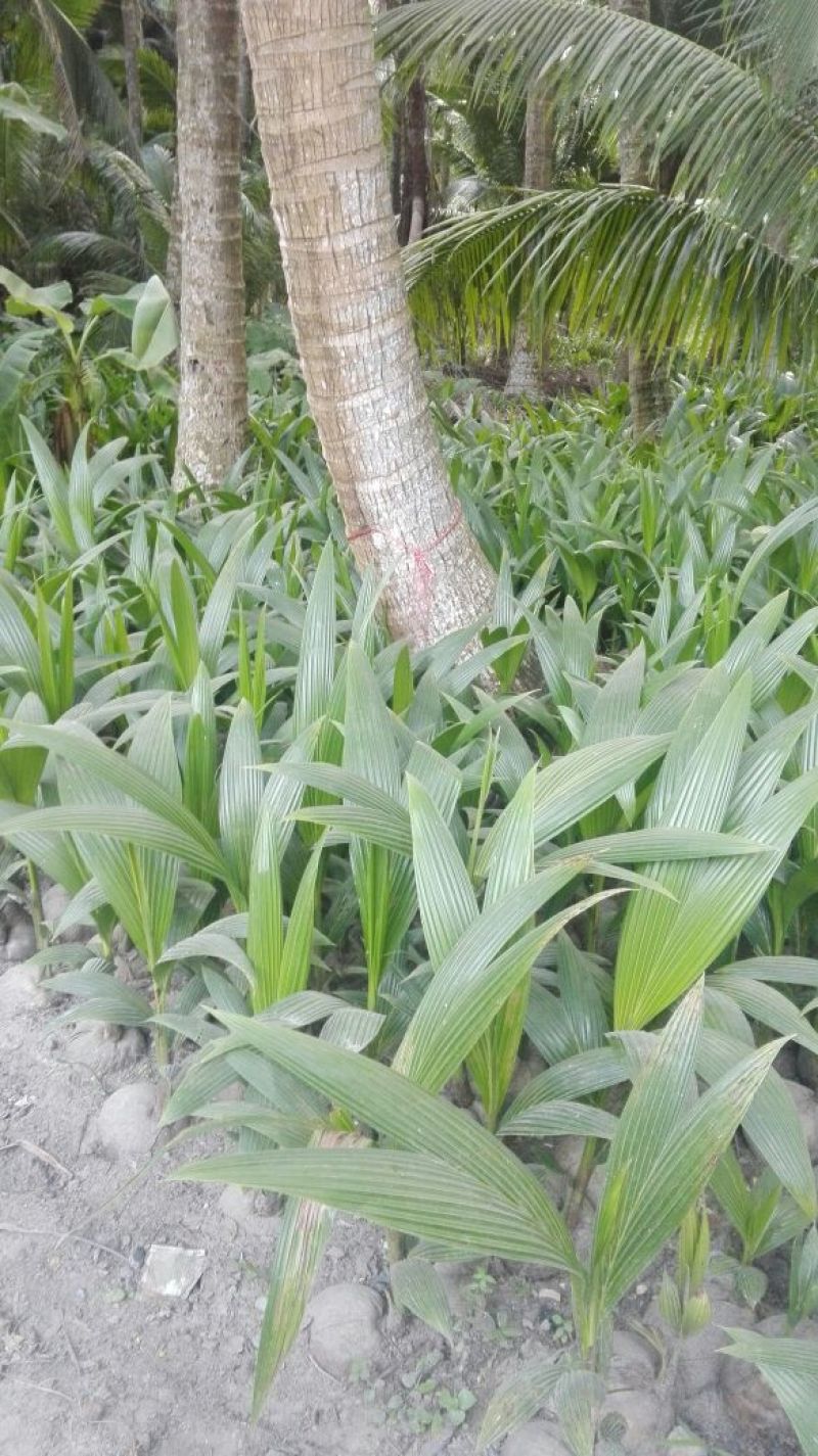 海南本地椰子苗