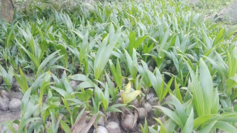 海南本地椰子苗