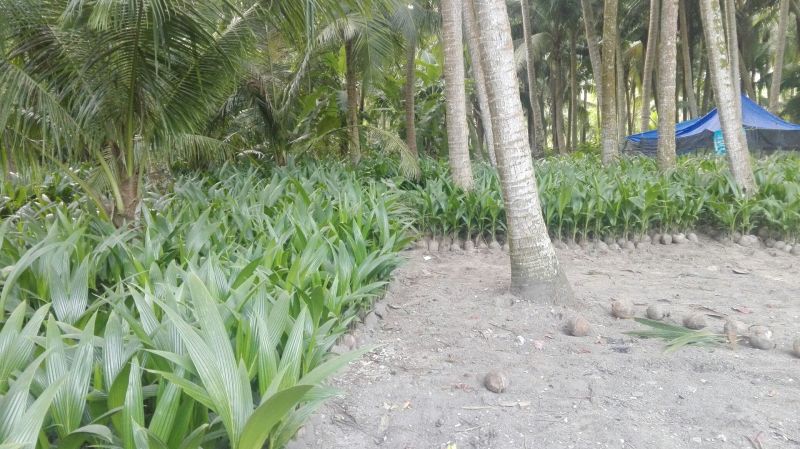 海南本地椰子苗