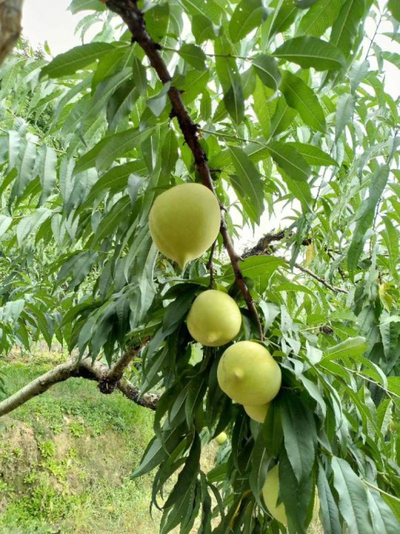 鹰嘴蜜桃甜中带蜜清爽可口
