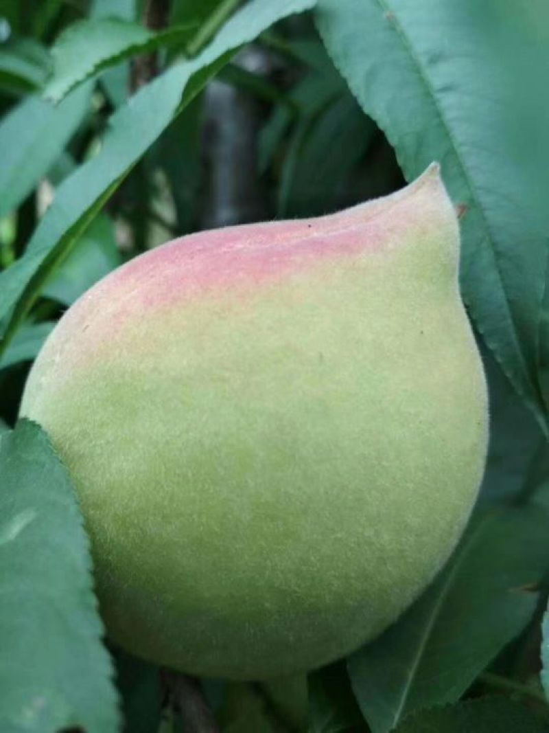鹰嘴蜜桃甜中带蜜清爽可口