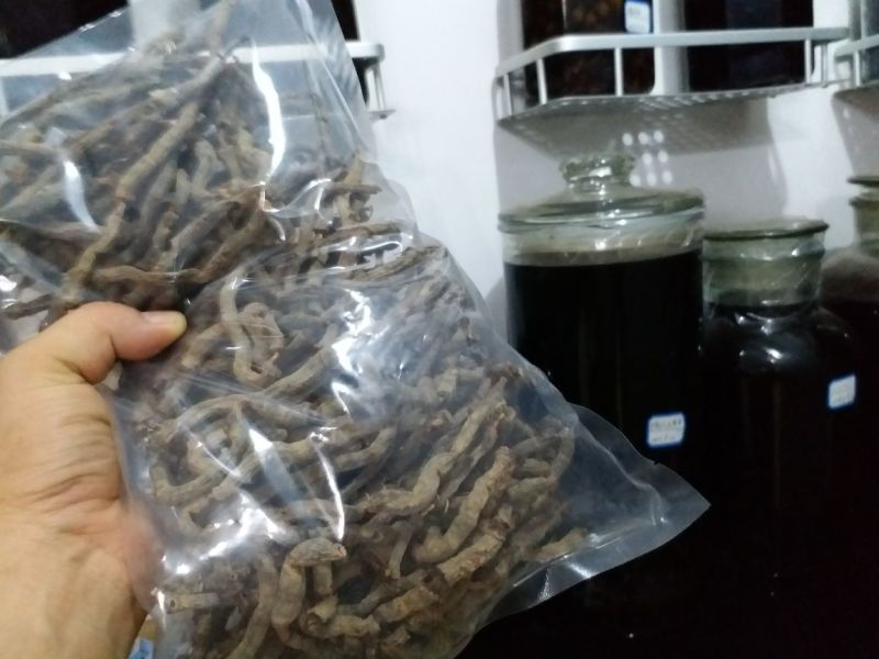 原条干巴戟天泡酒巴戟天