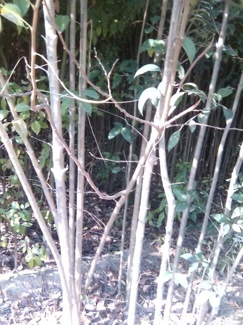 大叶女贞，基地苗木，2一4公分，包上车