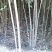 大叶女贞，基地苗木，2一4公分，包上车