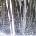 大叶女贞，基地苗木，2一4公分，包上车