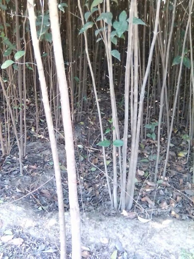 大叶女贞，基地苗木，2一4公分，包上车