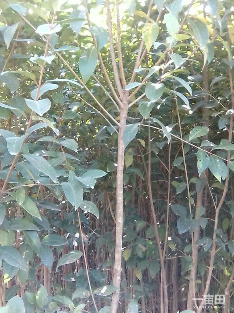 大叶女贞，基地苗木，2一4公分，包上车