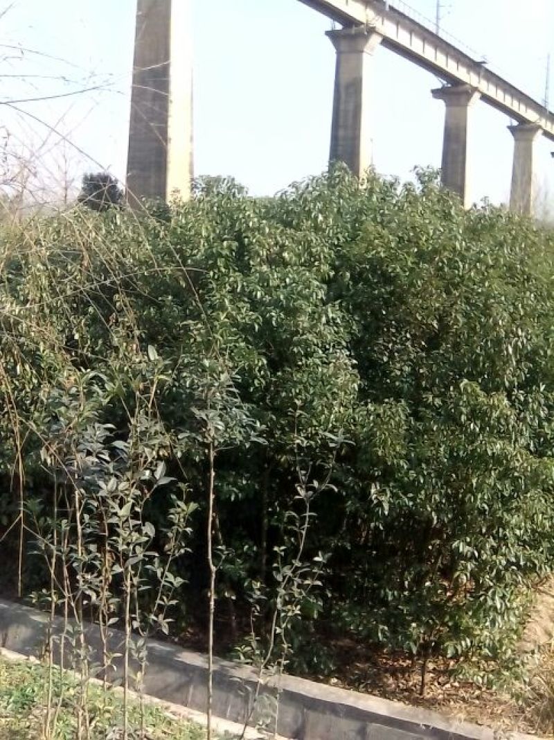 大叶女贞，基地苗木，2一4公分，包上车