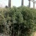 大叶女贞，基地苗木，2一4公分，包上车
