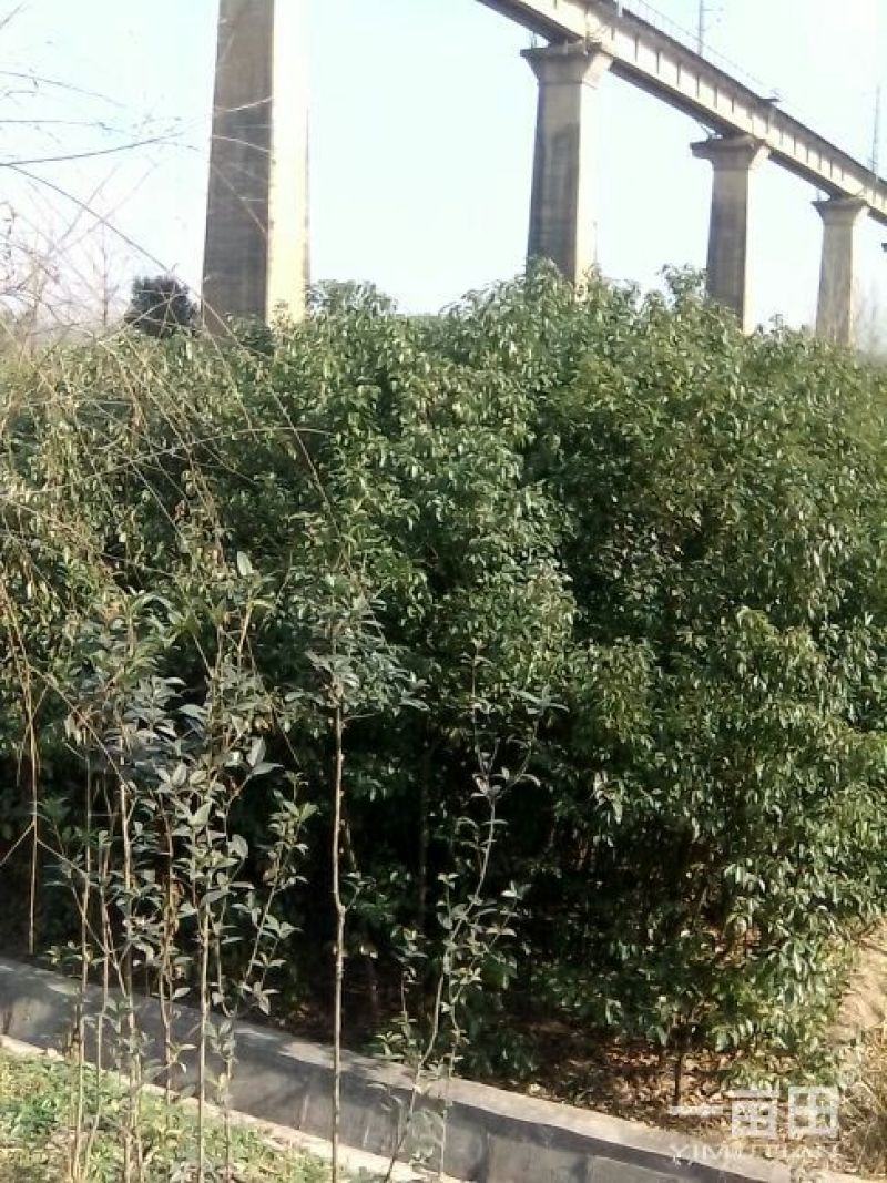 大叶女贞，基地苗木，2一4公分，包上车