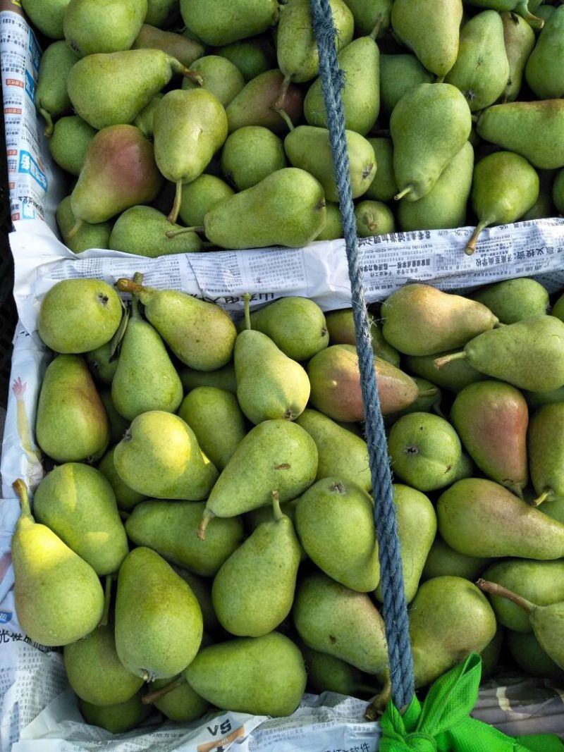 葫芦梨（伏巴梨）