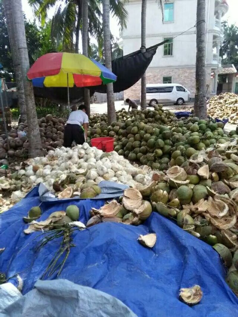 椰子，椰白