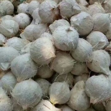 椰子，椰白