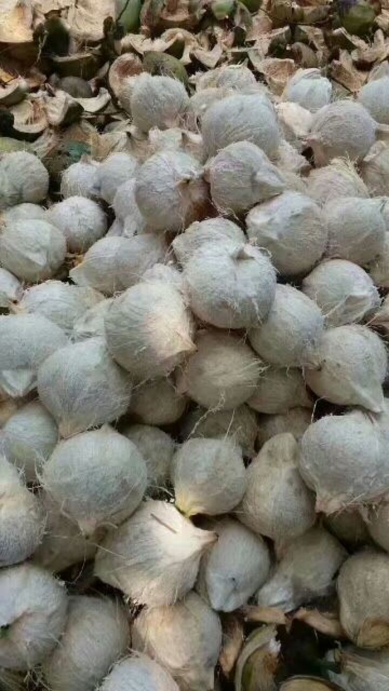 椰子，椰白