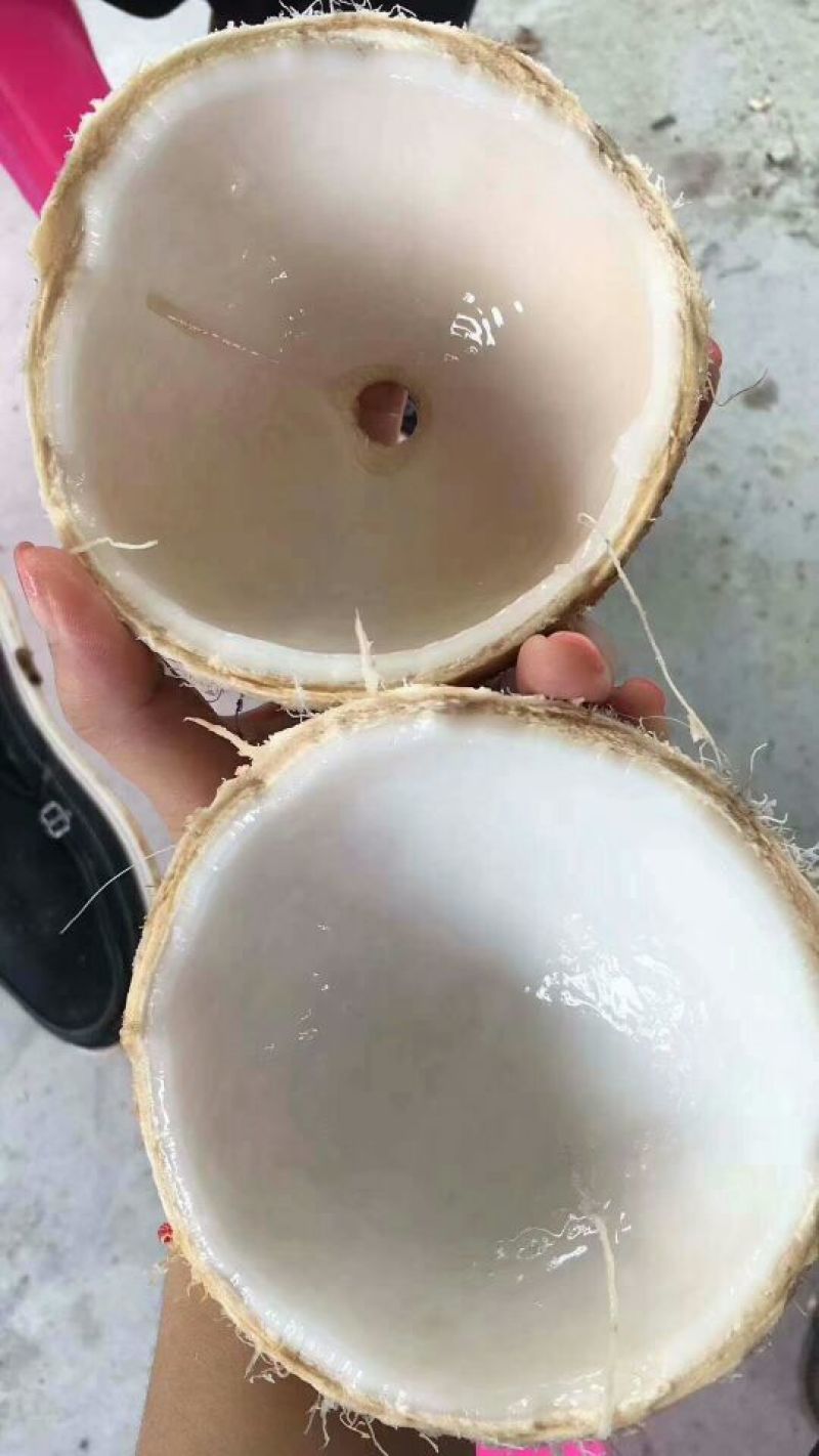 椰子，光椰