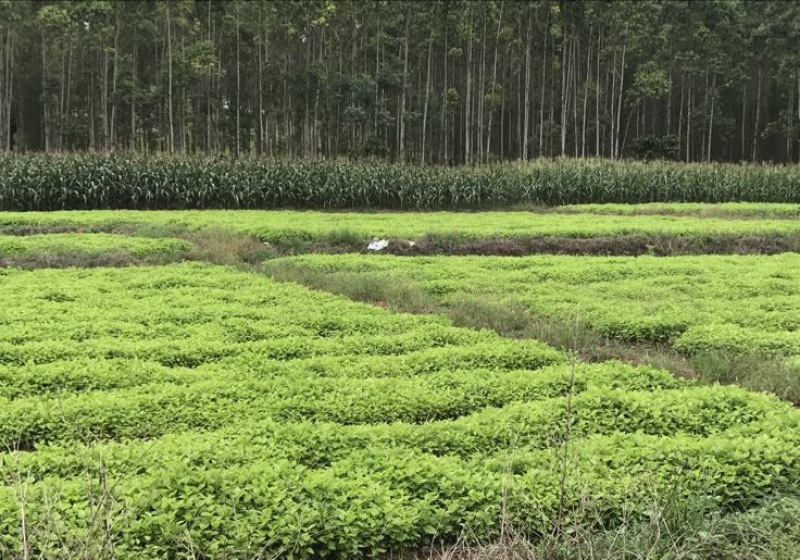 桑叶苗