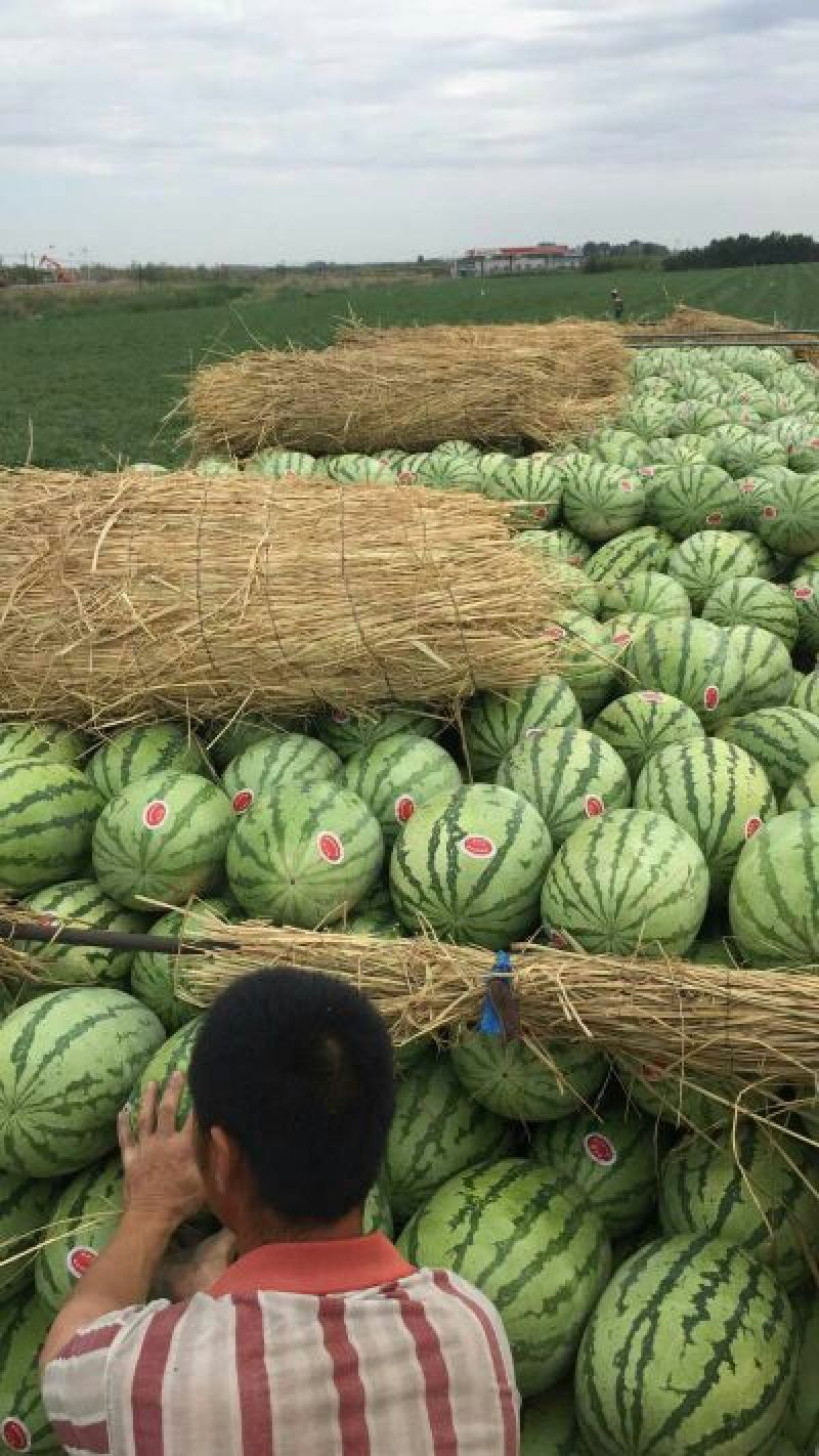 新疆西瓜，金城5，安农2号，当天发车一条龙服务，用诚信