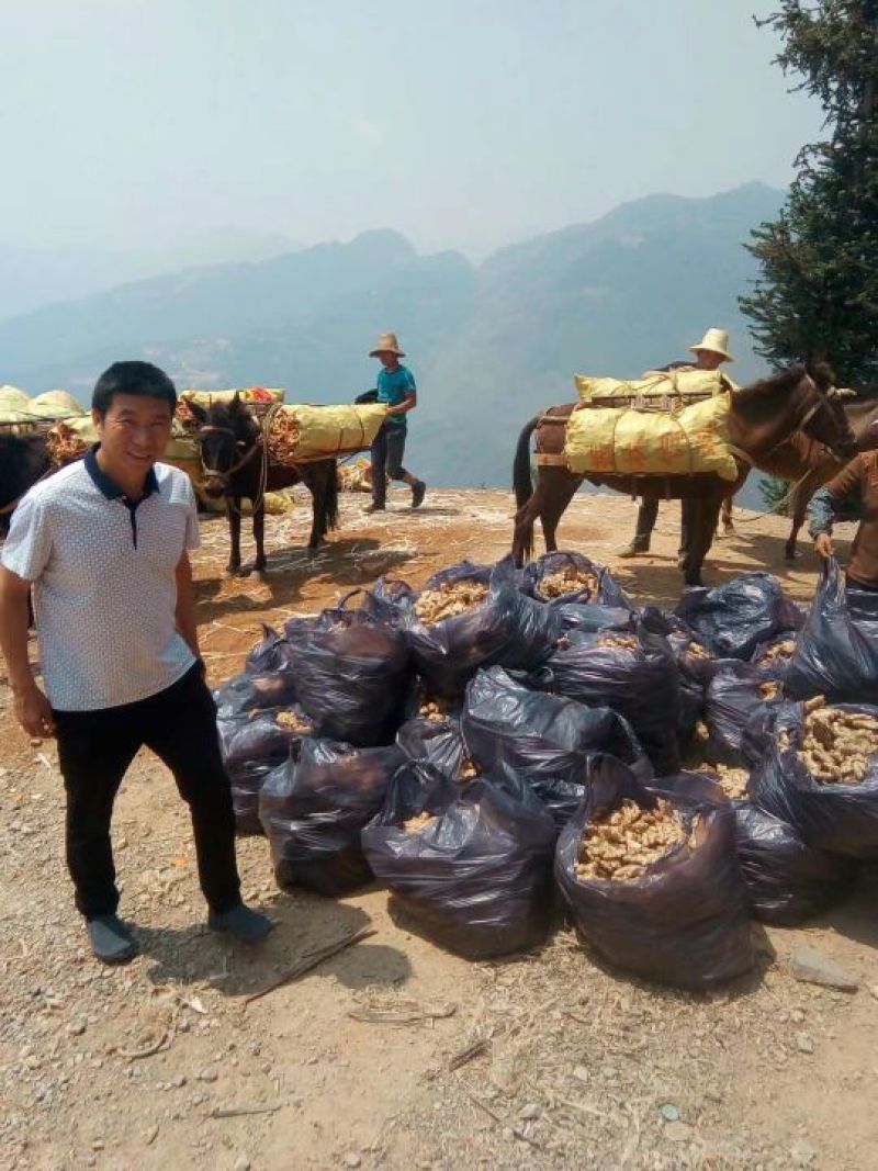 云南小黄姜新鲜现挖全国发货支持出口订单一件代发全国