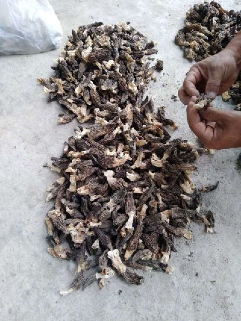 羊肚菌特级