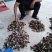 羊肚菌特级