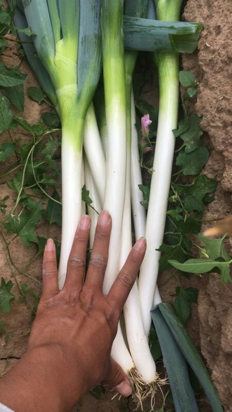 山东大葱中品种好硬度高大棚葱露天葱冷库存葱大量供应可加工
