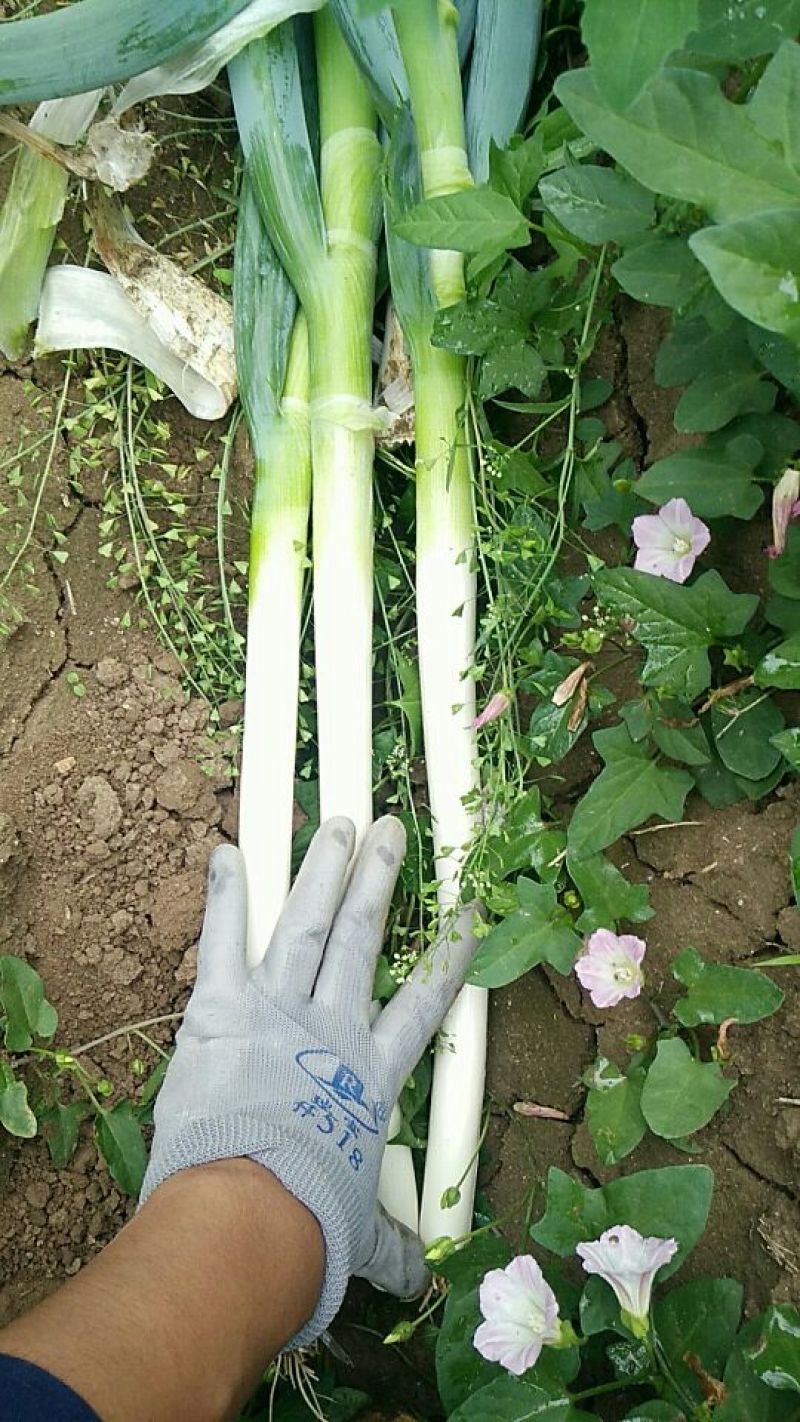山东大葱中品种好硬度高大棚葱露天葱冷库存葱大量供应可加工