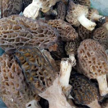 新疆伊犁野生羊肚菌
