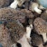 新疆伊犁野生羊肚菌