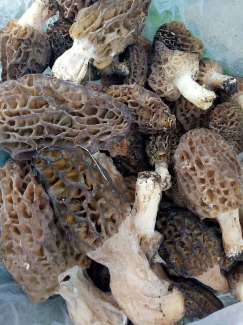 新疆伊犁野生羊肚菌