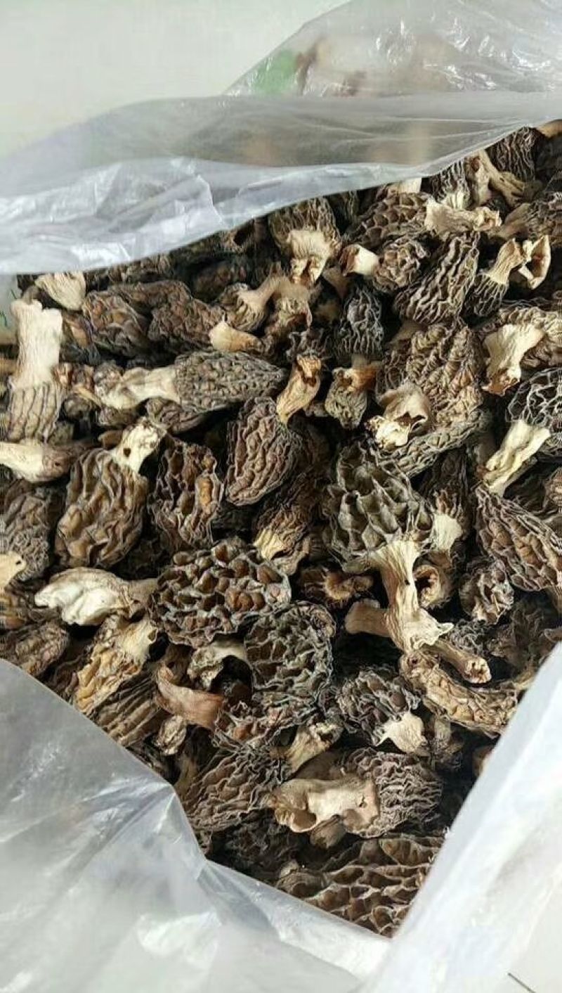 新疆伊犁野生羊肚菌