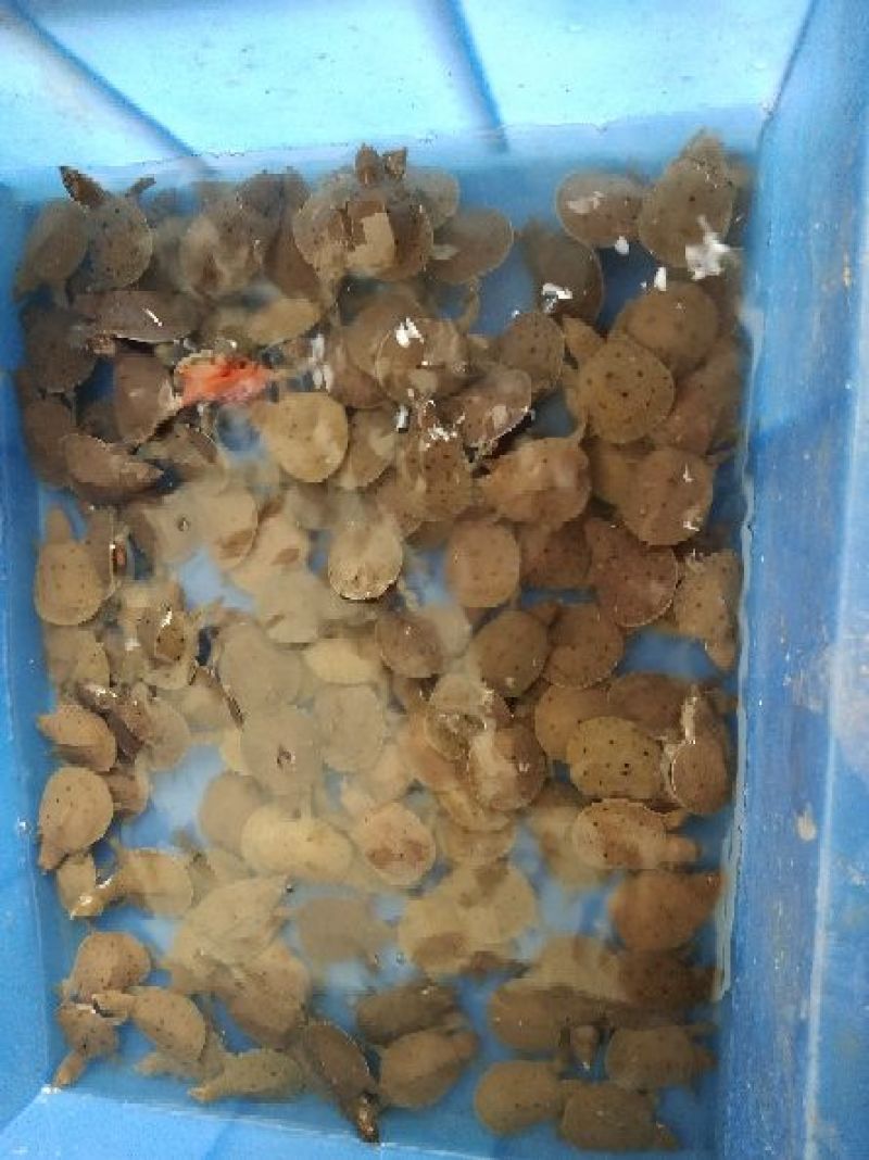 黄沙鳖全规格