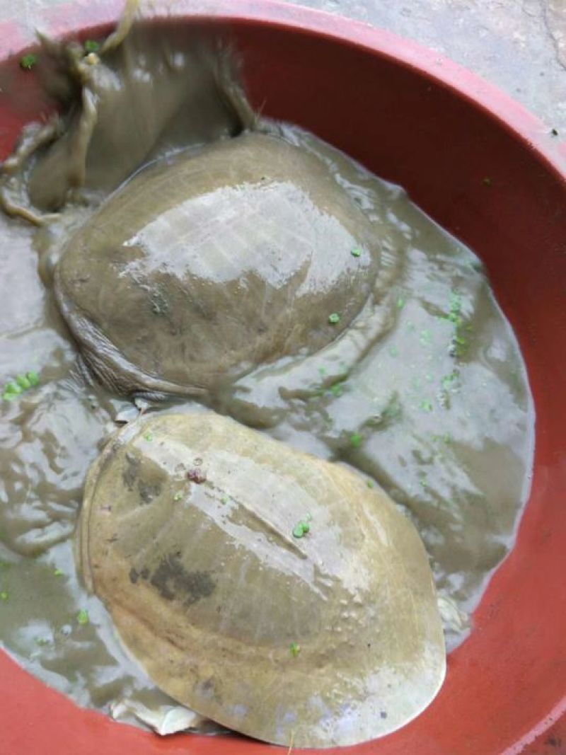 黄沙鳖全规格