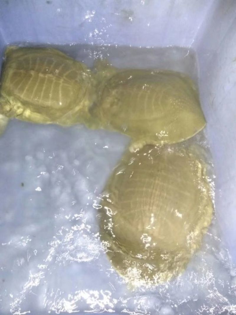 黄沙鳖全规格