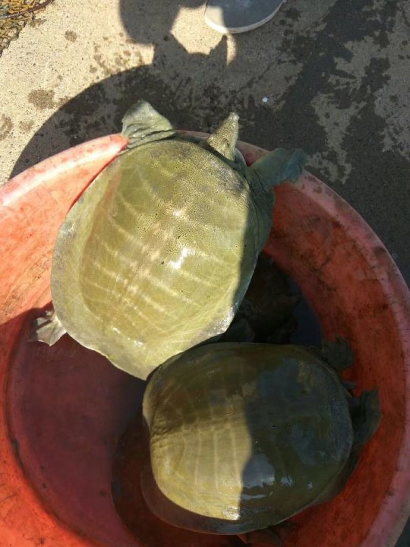 黄沙鳖全规格