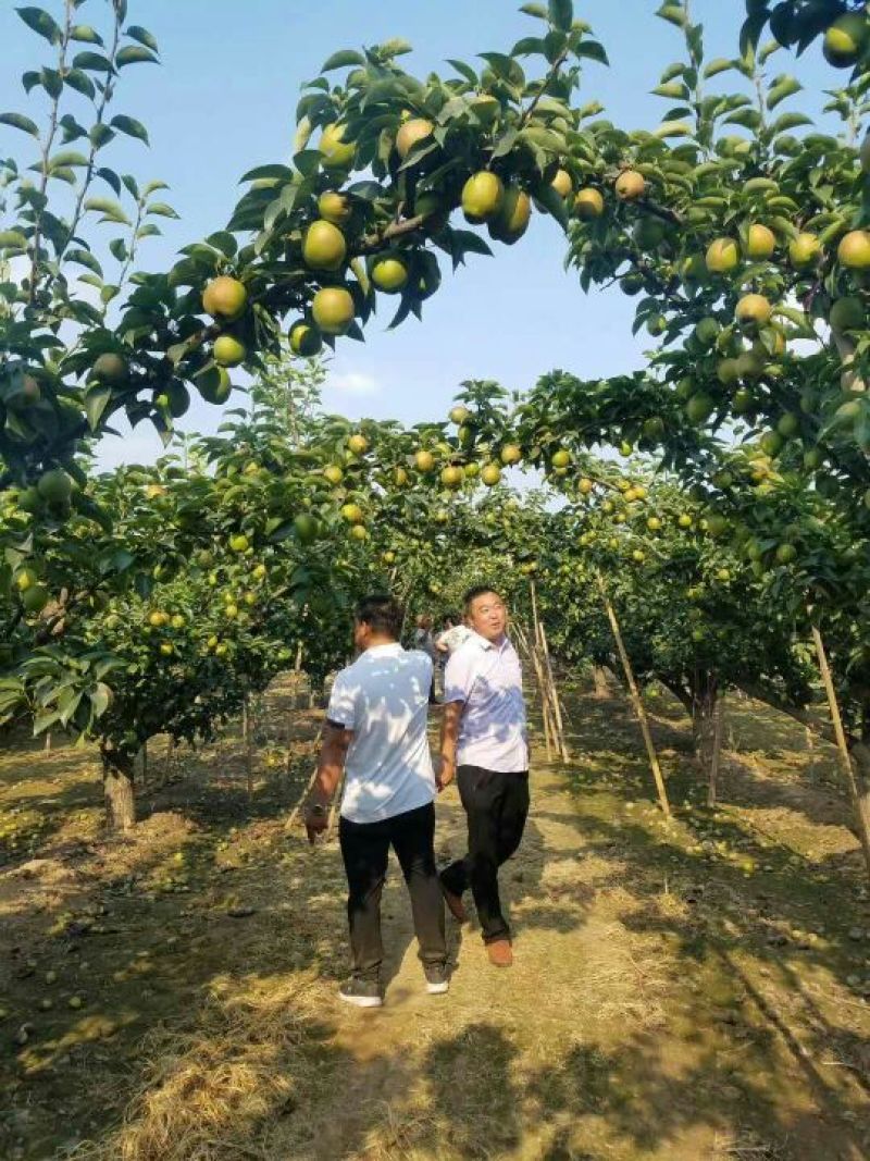 新梨七号，大量上市，深州水果基地质量保证欢迎来电咨询