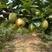 库尔勒杂交新品种，新梨七号深州水果基地质量保证欢迎来电