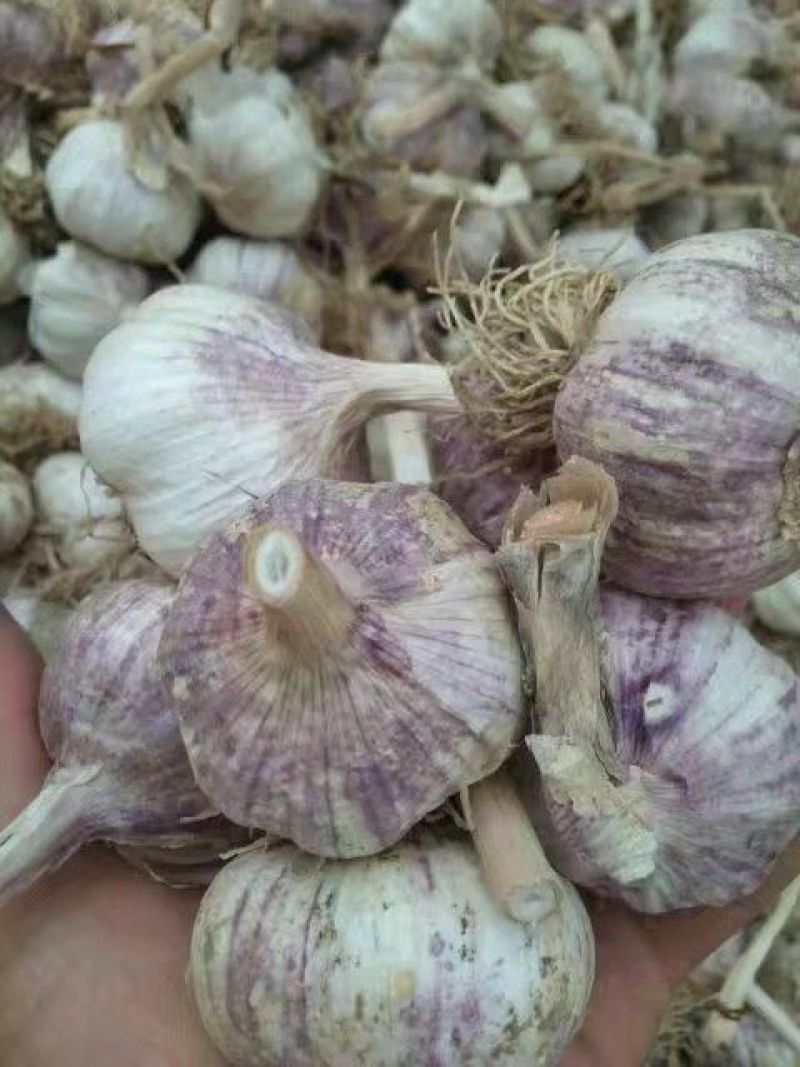 红皮大蒜大量上市5cm到6cm