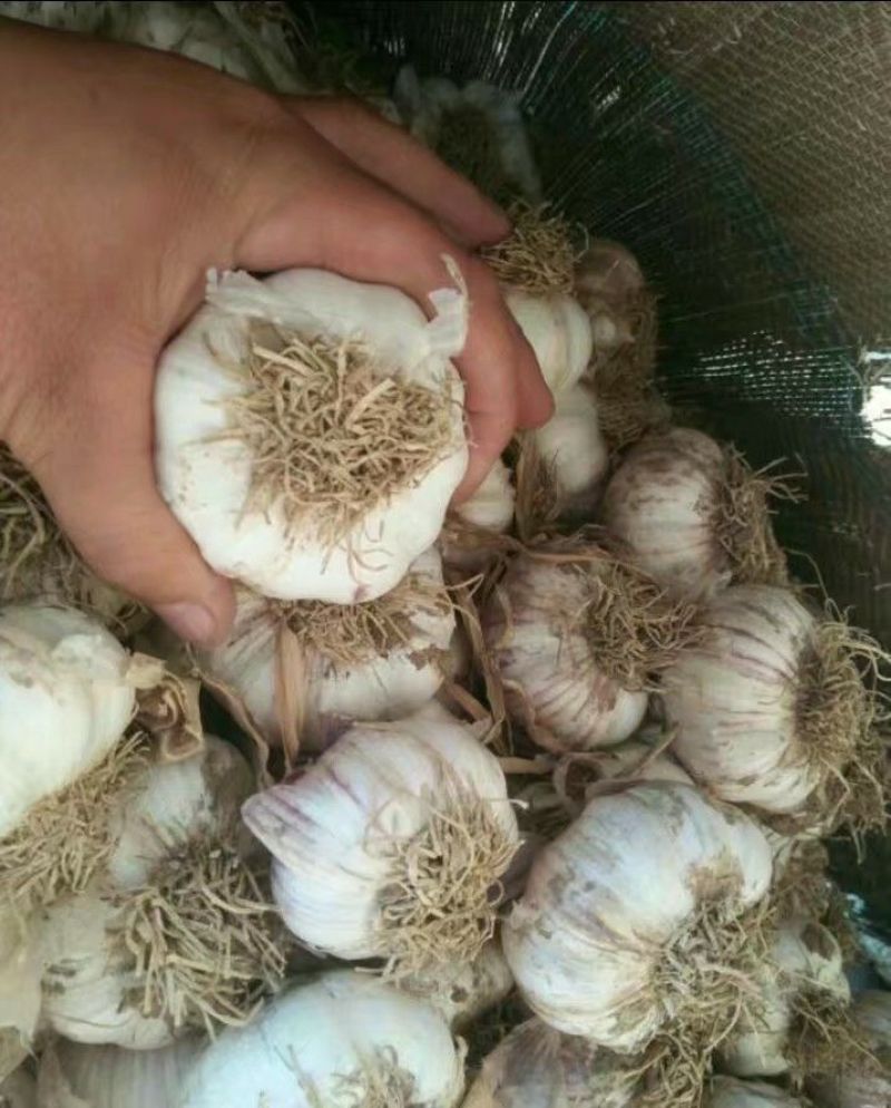红皮大蒜大量上市5cm到6cm