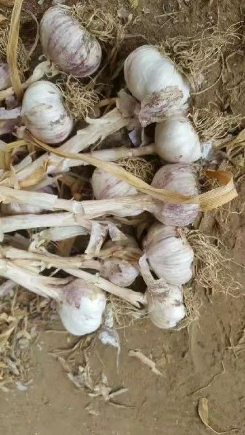 红皮大蒜大量上市5cm到6cm
