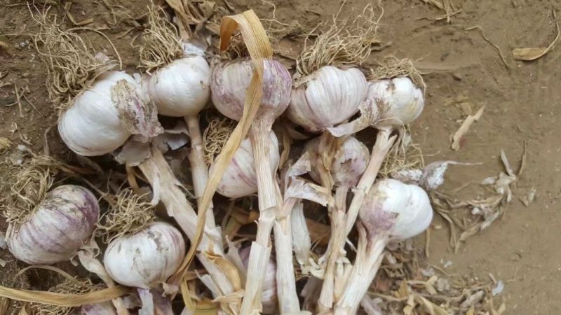 红皮大蒜大量上市5cm到6cm