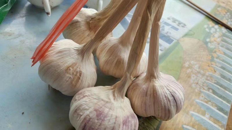 红皮大蒜大量上市5cm到6cm