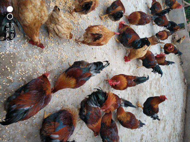 土鸡，散养土鸡