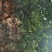 土鸡，散养土鸡