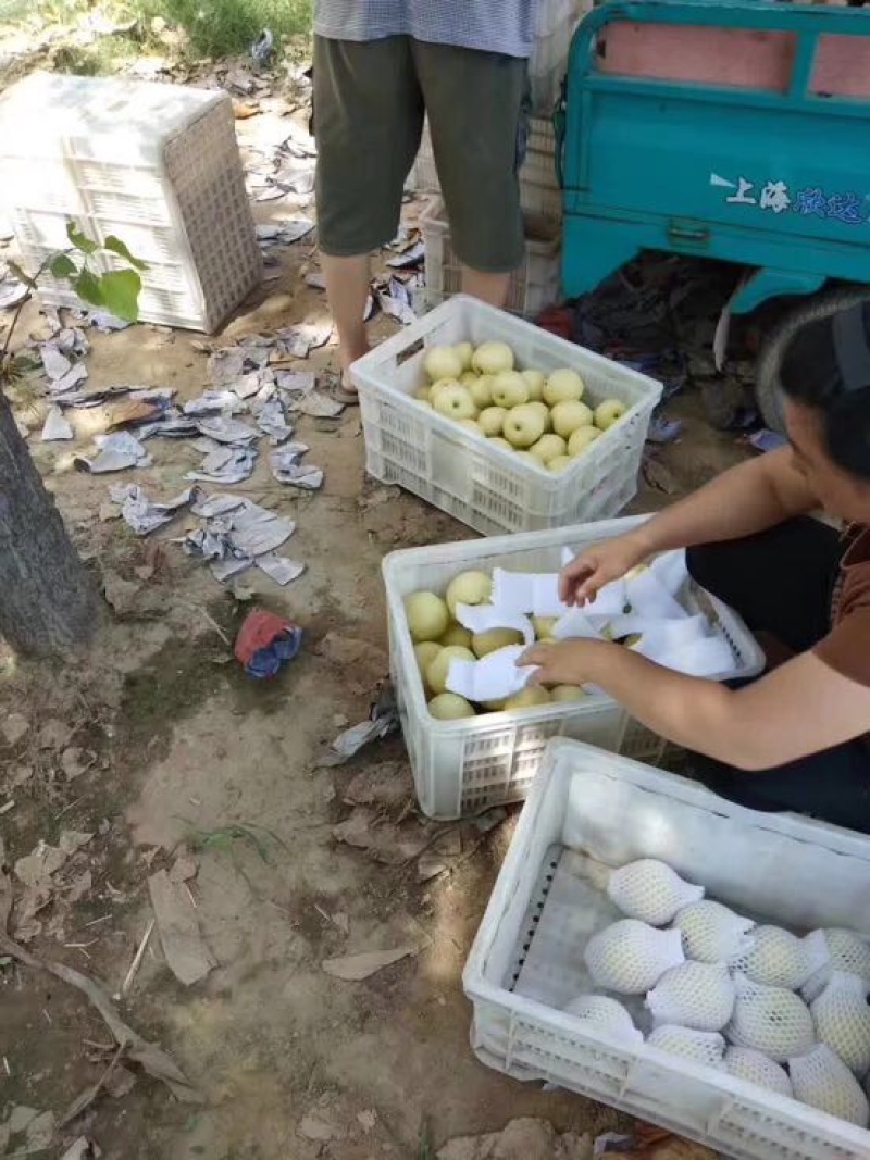 绿宝石梨产地供应万亩梨园代收代办