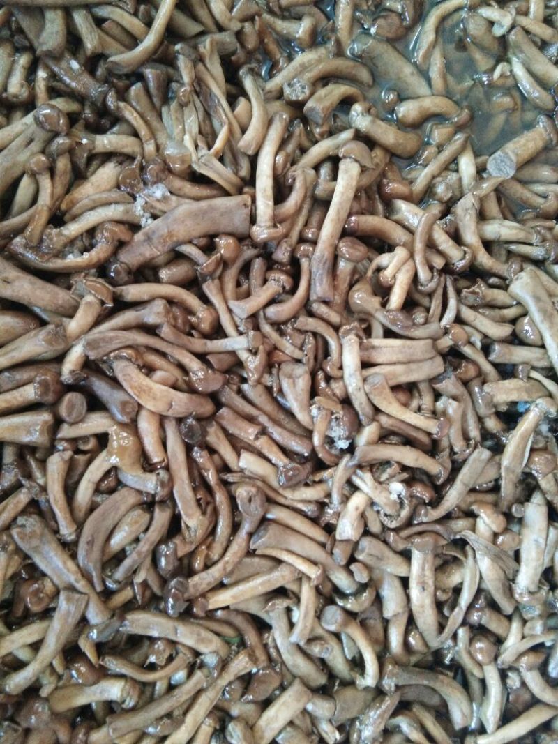腌制滑子菇