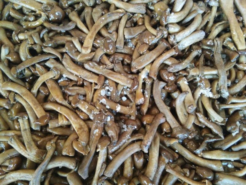腌制滑子菇