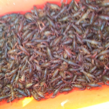 龙虾