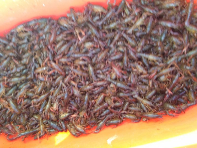 龙虾