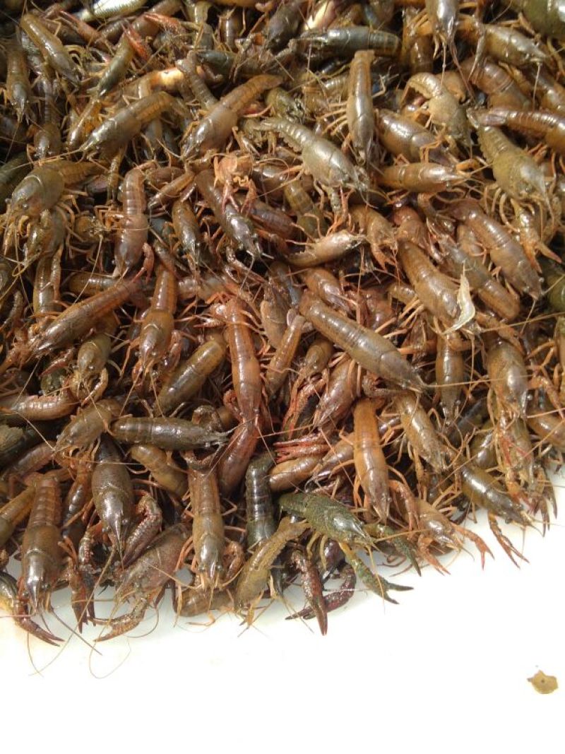 龙虾