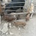 散养野猪！黑猪！